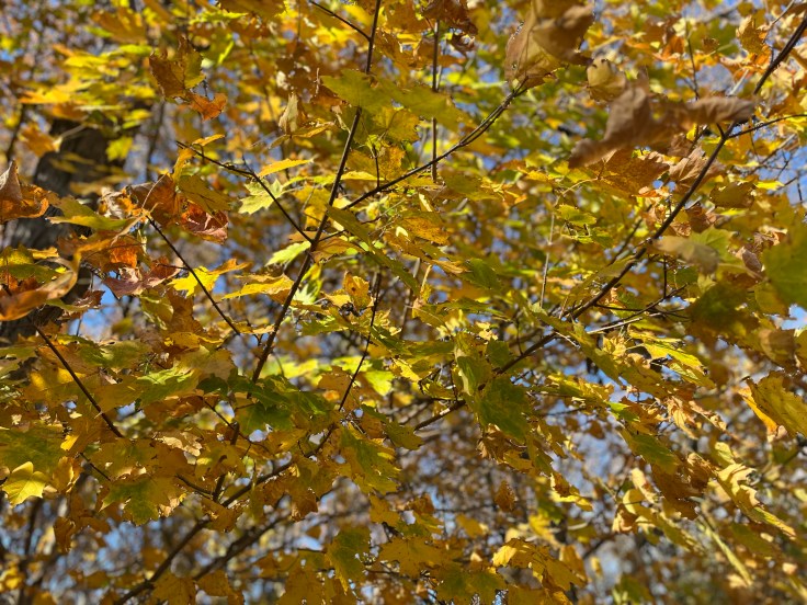 Seasons Come and Seasons&nbsp;Go