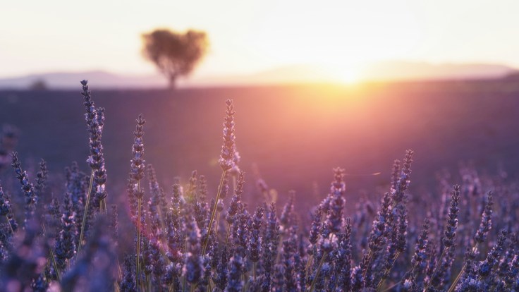 Beauty for Ashes